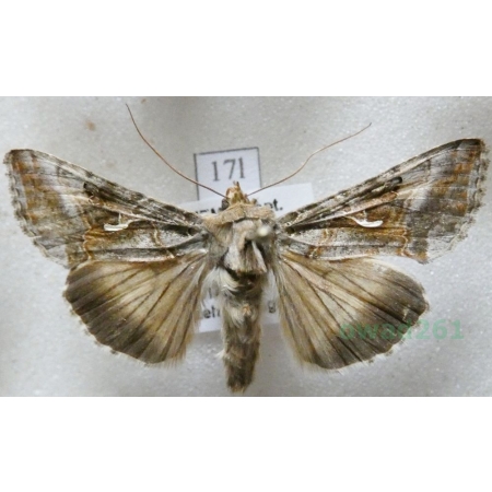 Autographa gamma (Linnaeus, 1758) Błyszczka jarzynówka Czech17l